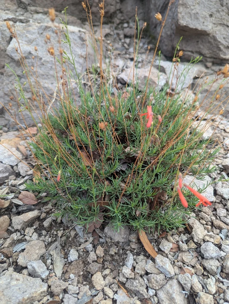 Penstemon Pinifolius