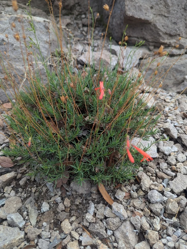 Penstemon Pinifolius