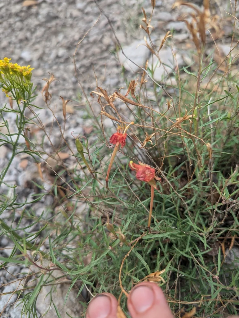 Penstemon Pinifolius