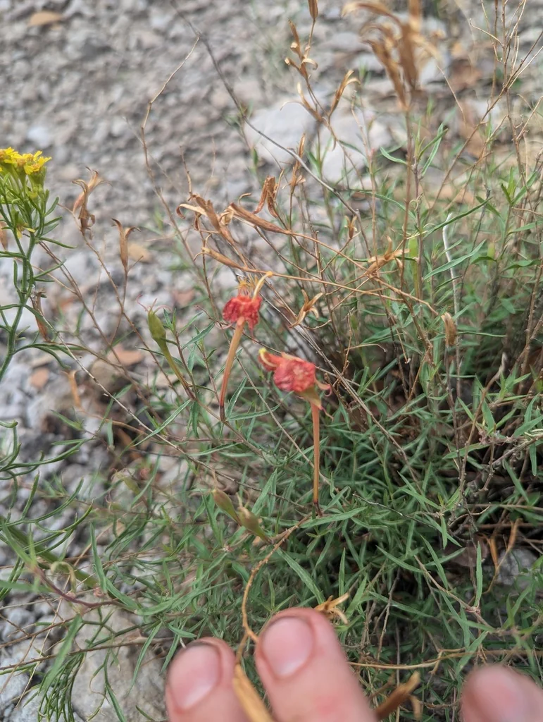 Penstemon Pinifolius