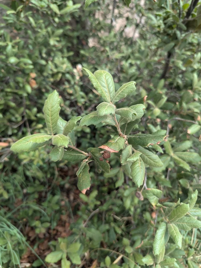 Quercus Rugosa