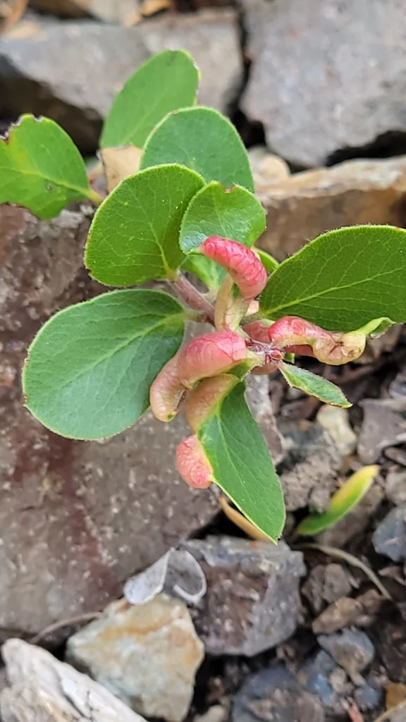 Arctostaphylos Nevadensis