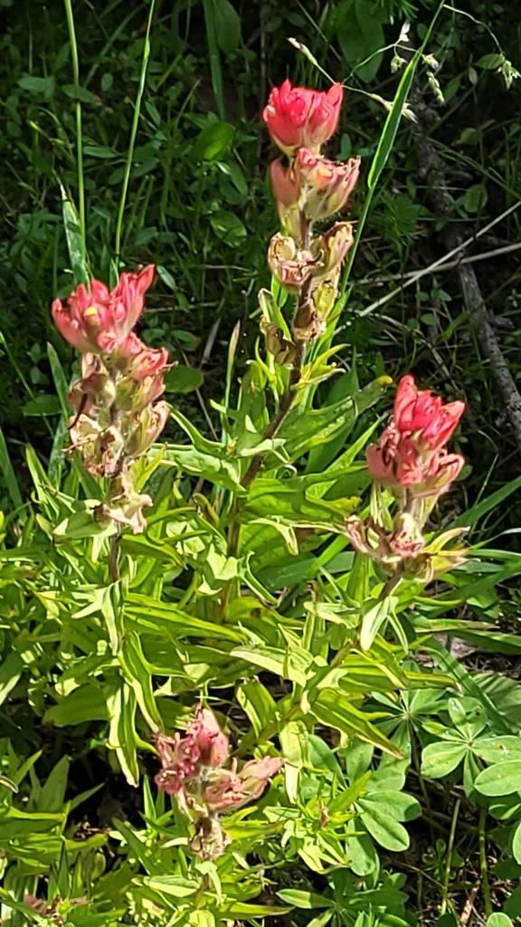 Castilleja Parviflora