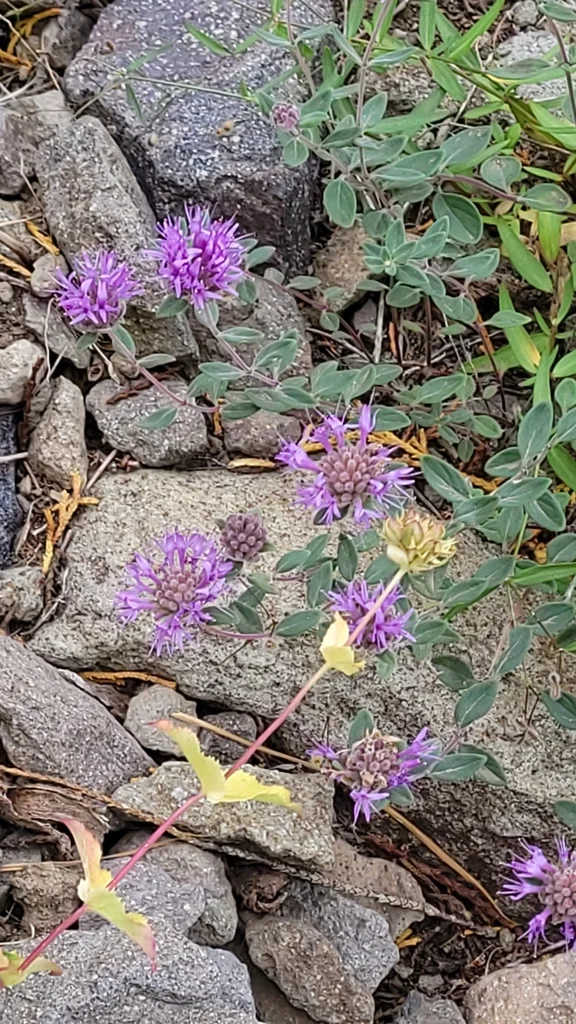Monardella Odoratissima
