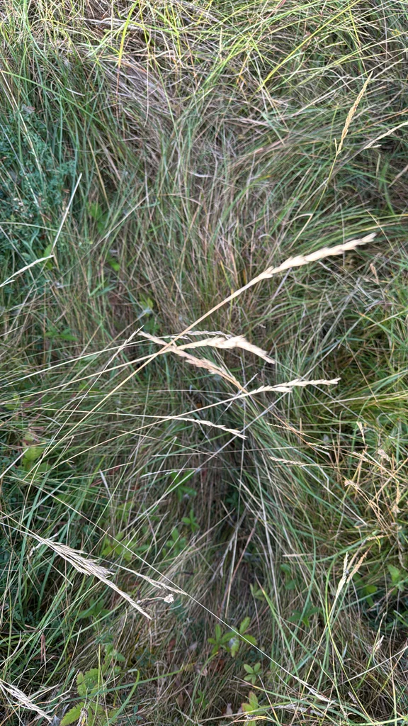 Festuca Rubra