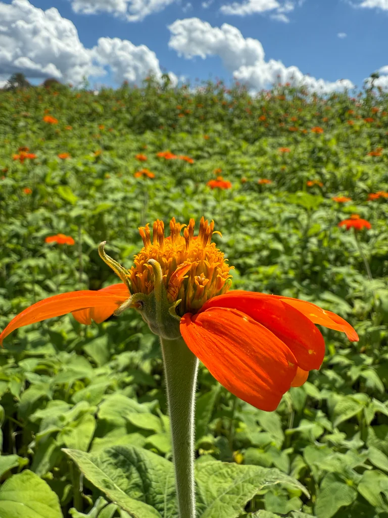 Tithonia Rotundifolia