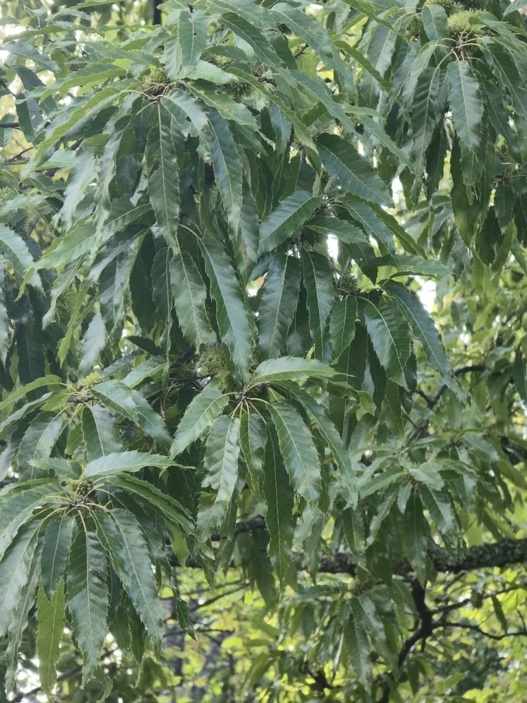 Quercus Acutissima