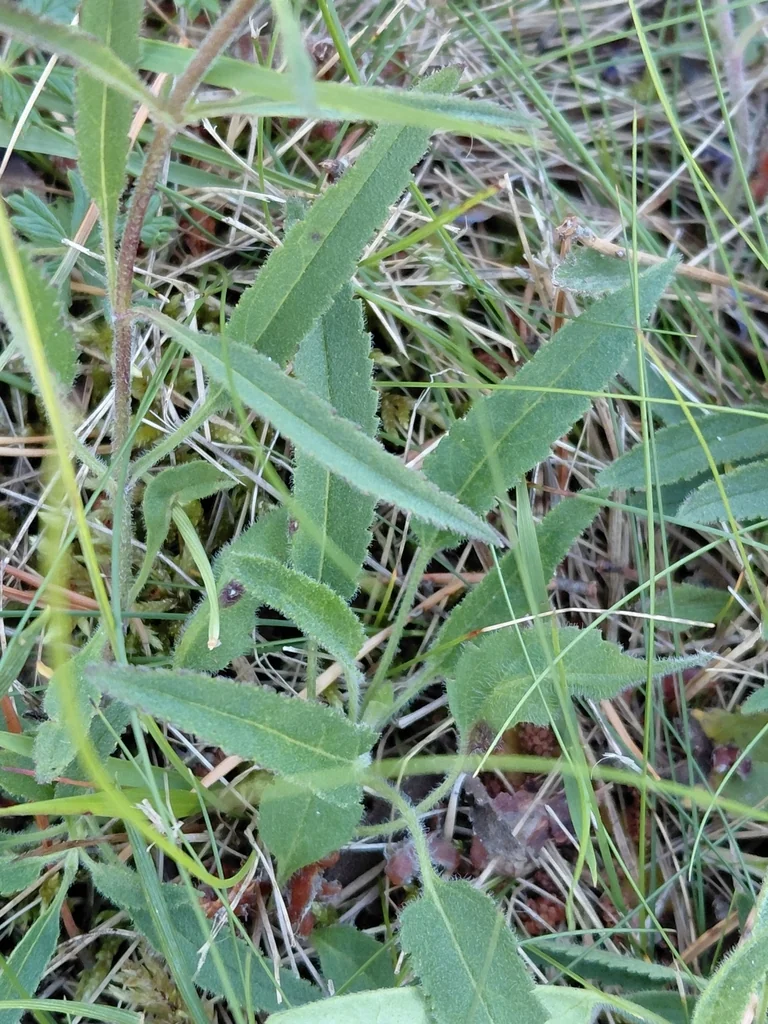 Veronica Spicata