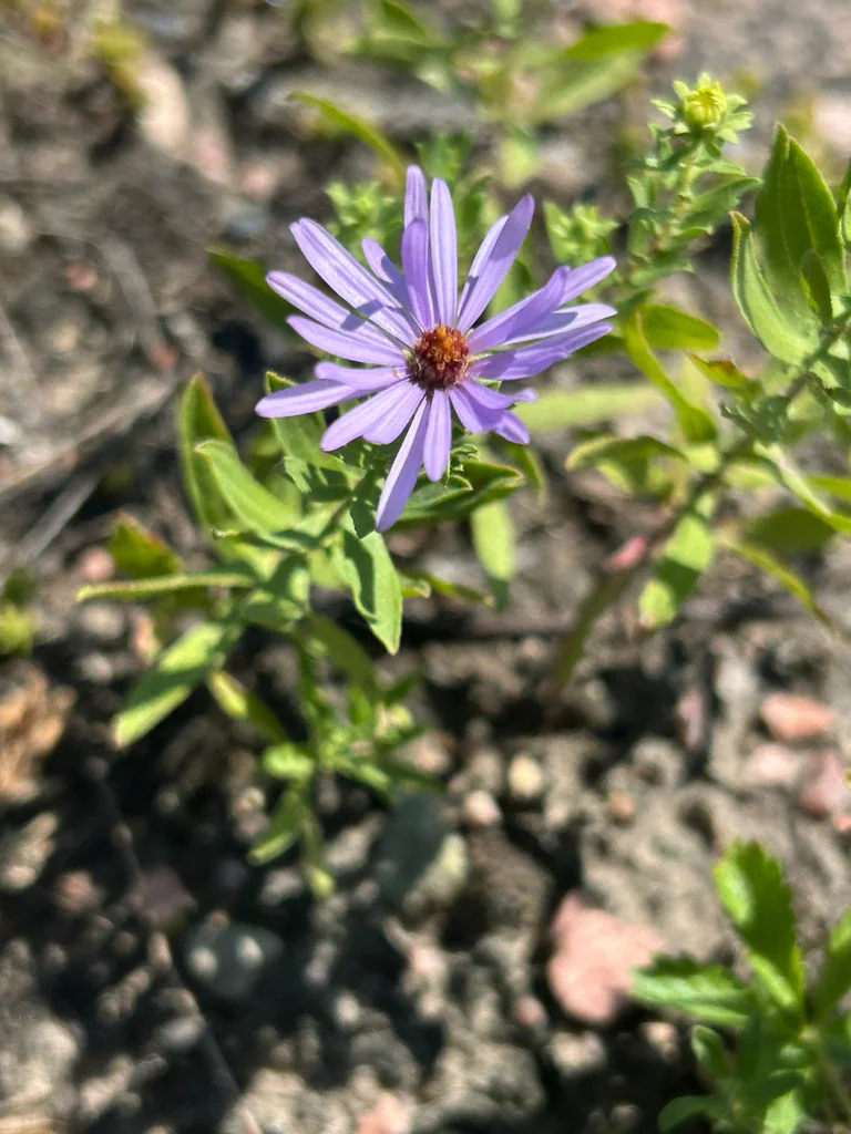 Symphyotrichum Oblongifolium