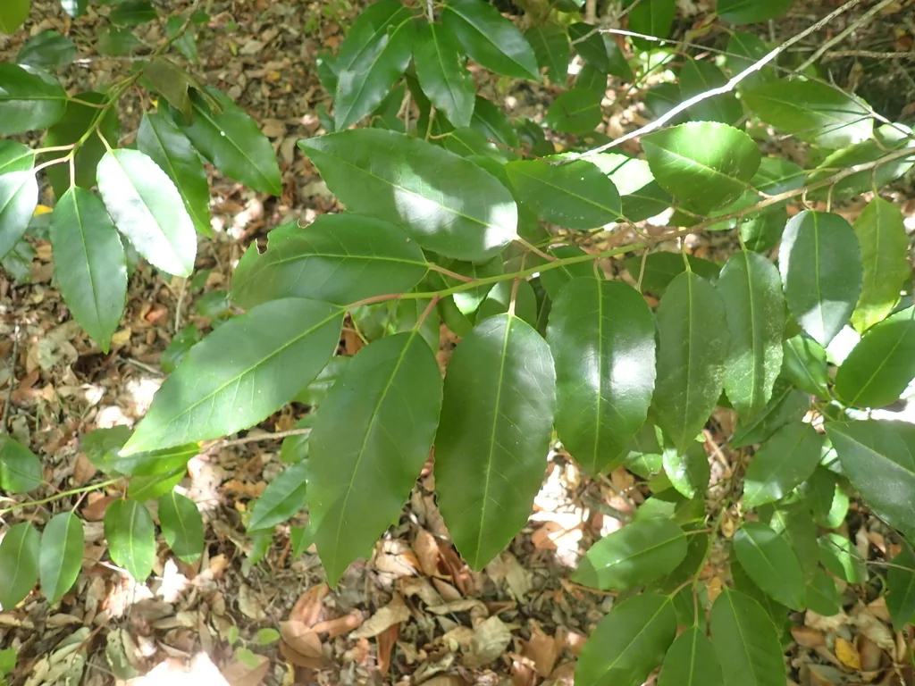 Prunus Lusitanica