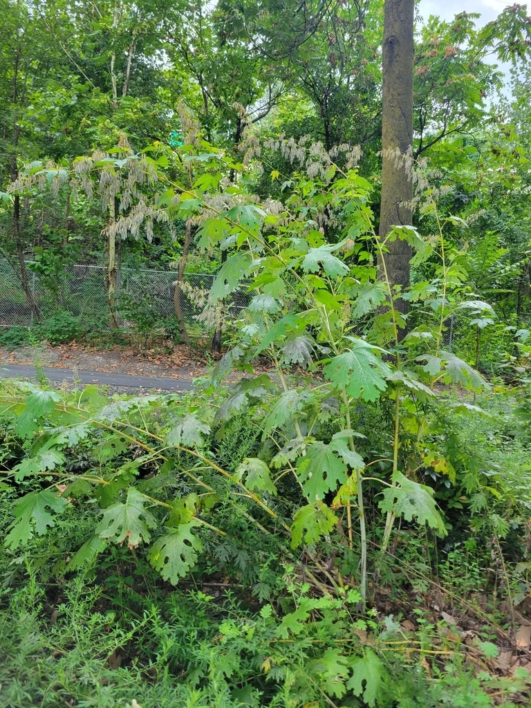 Macleaya Cordata