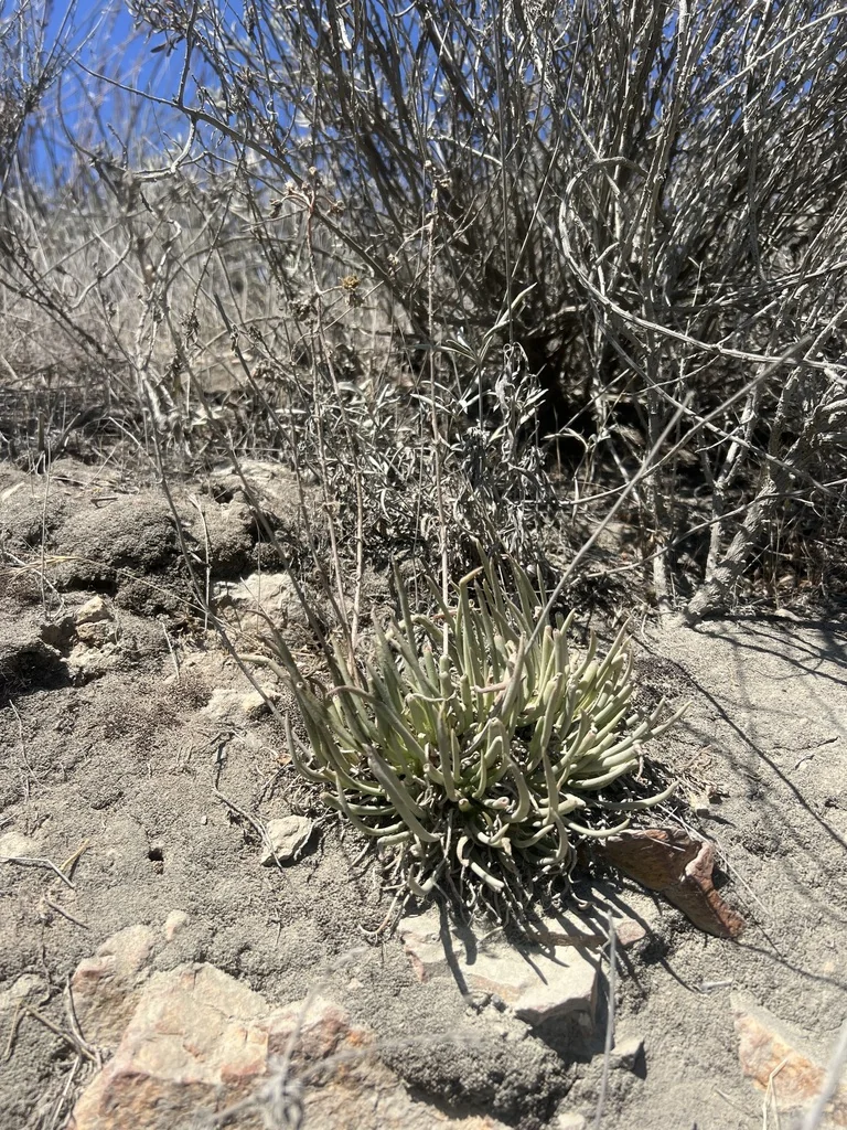 Dudleya Edulis