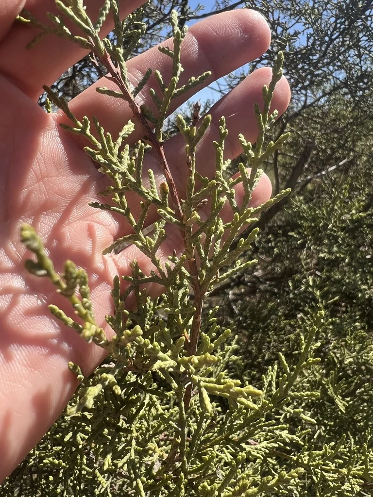 Hesperocyparis Forbesii