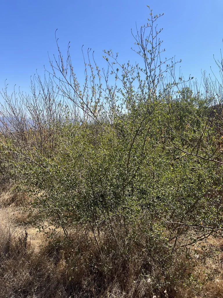 Cercocarpus Minutiflorus