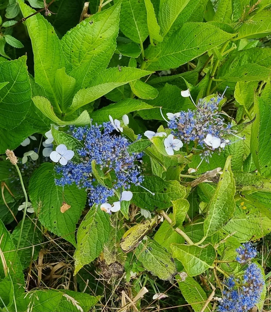Hydrangea macrophylla