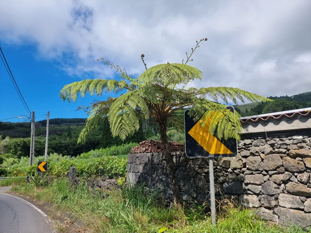 Cyathea cooperi