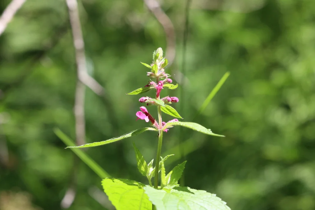 Stachys chamissonis