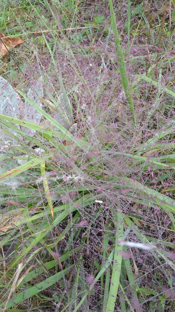 Eragrostis Spectabilis