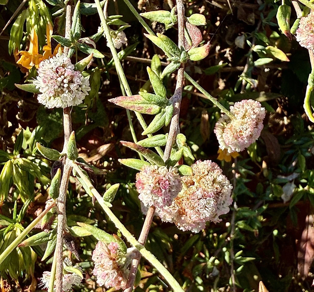 Eriogonum parvifolium