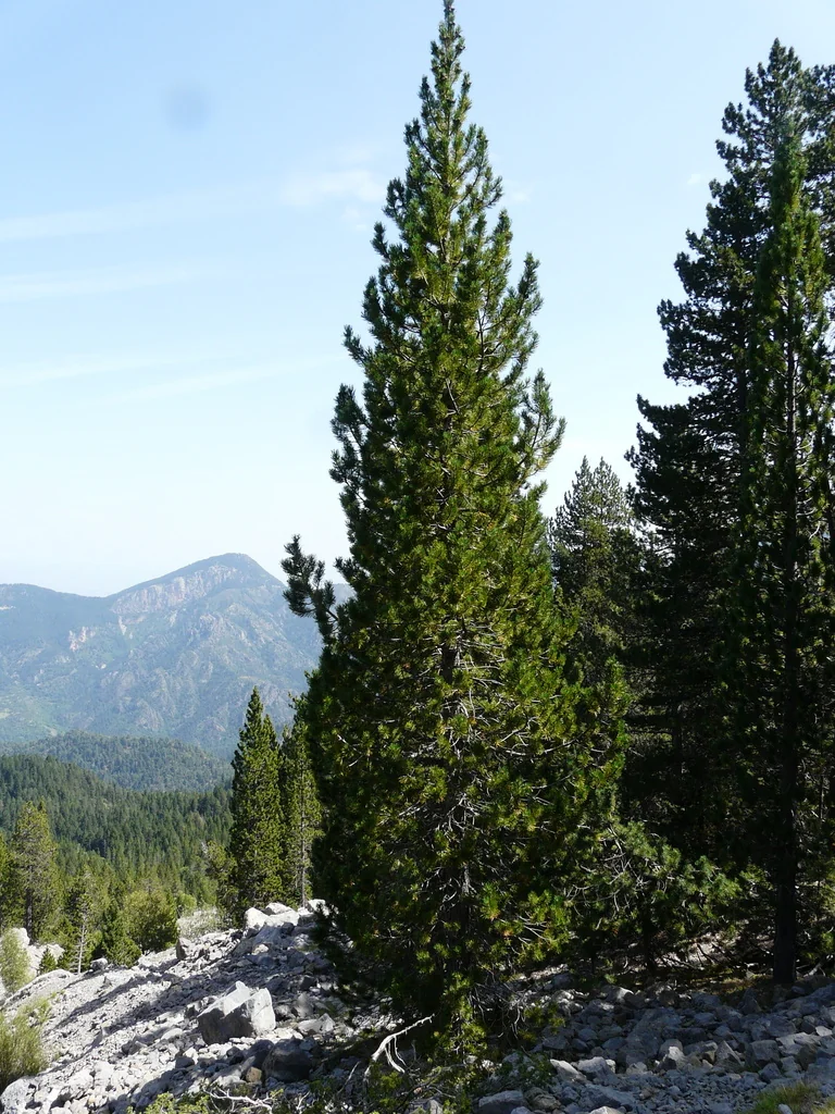 Pinus Mugo Uncinata