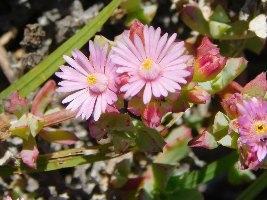 Oscularia Deltoides