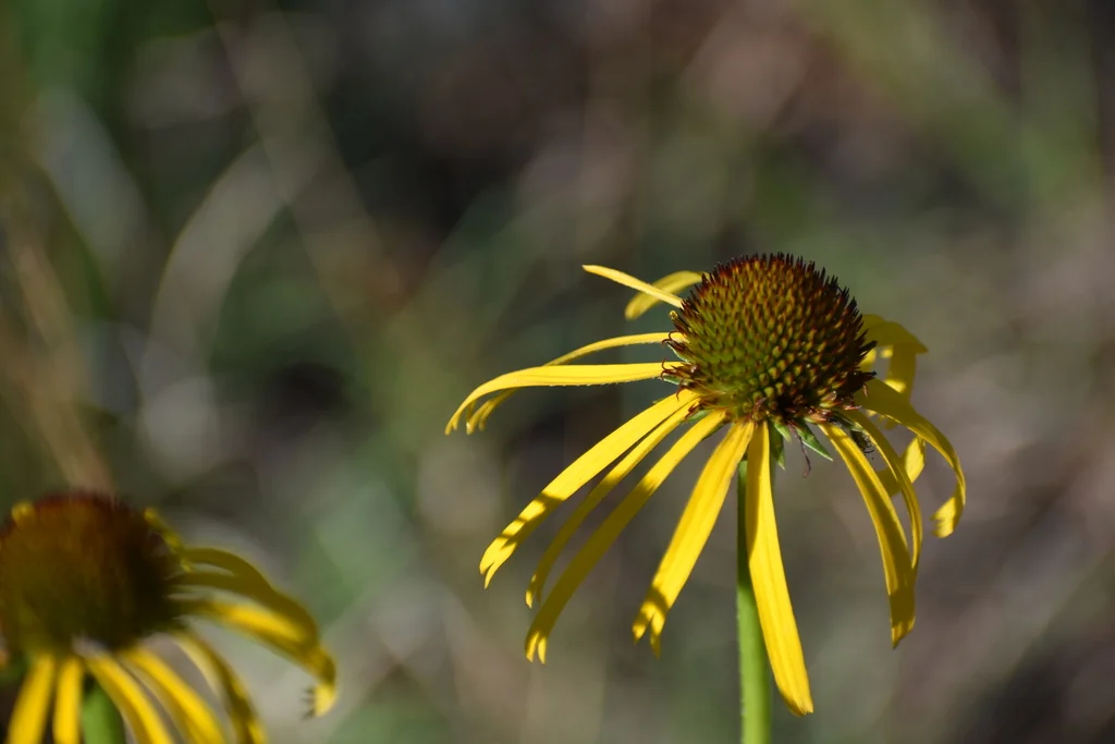 Echinacea Paradoxa