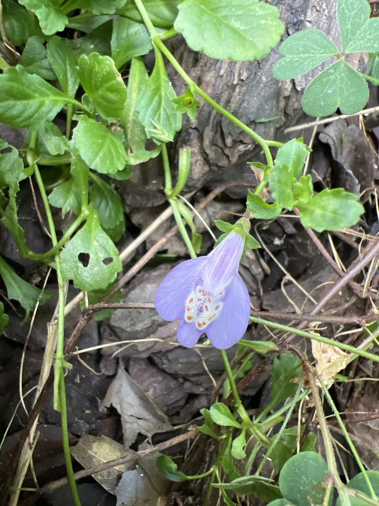 Mazus Reptans