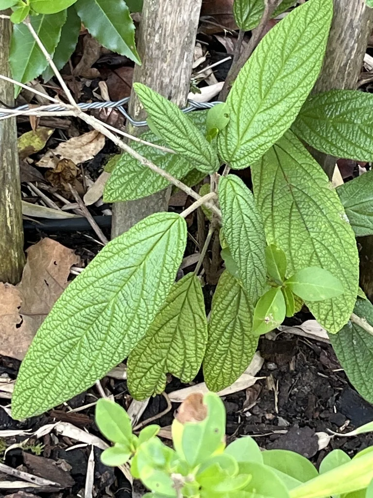Viburnum Rhytidophyllum