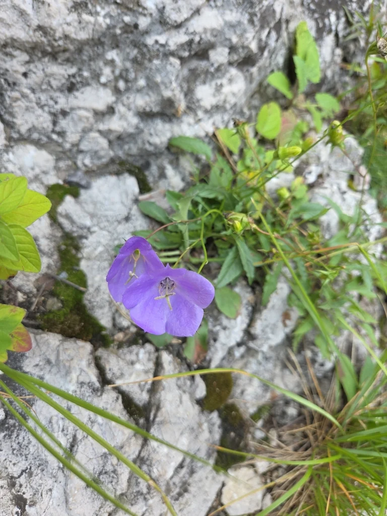 Campanula carpatica