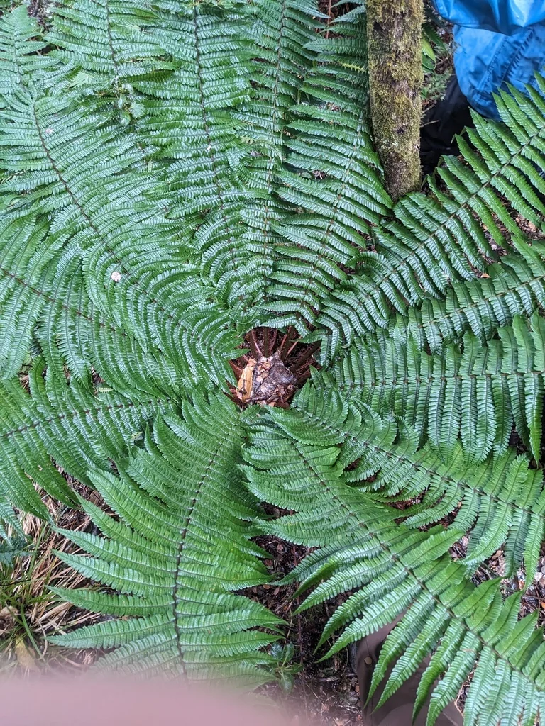 Dryopteris wallichiana