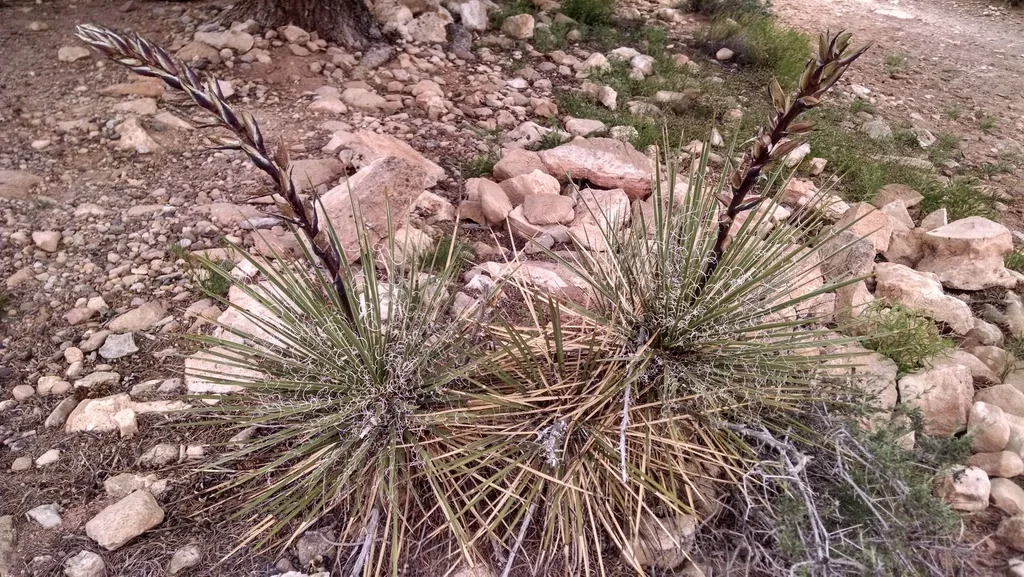Yucca Baileyi