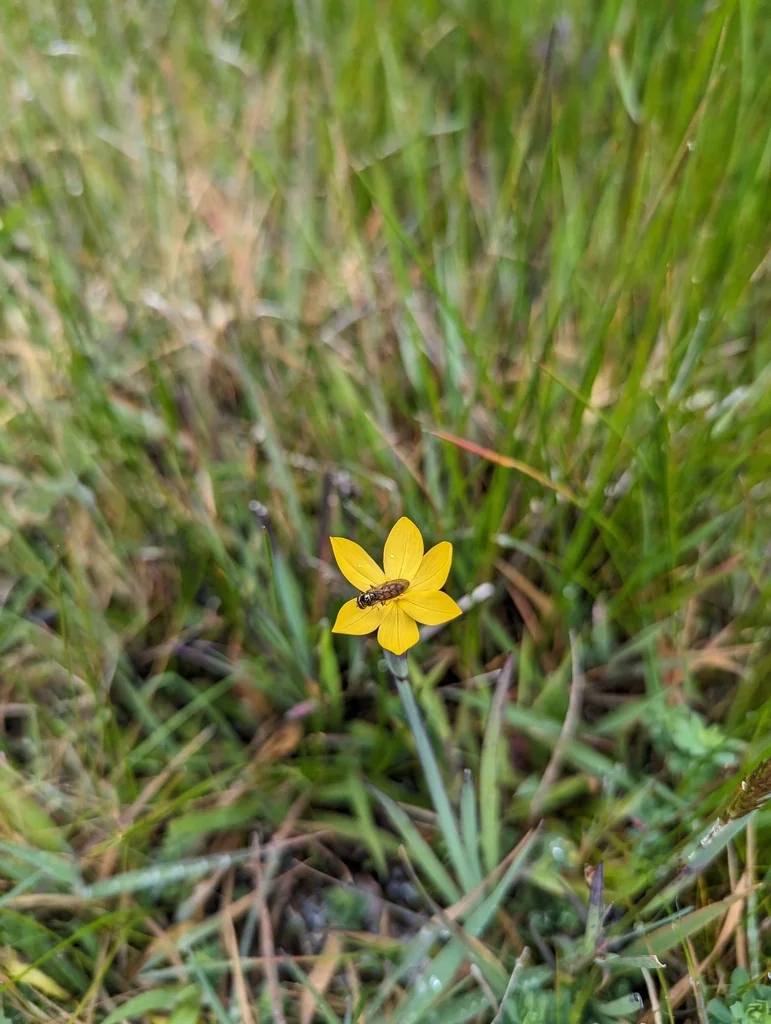 Sisyrinchium Californicum