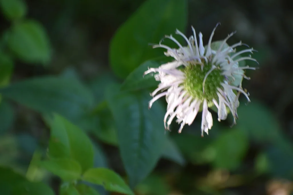 Monarda Bradburiana