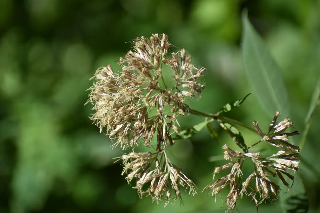 Eupatorium Purpureum