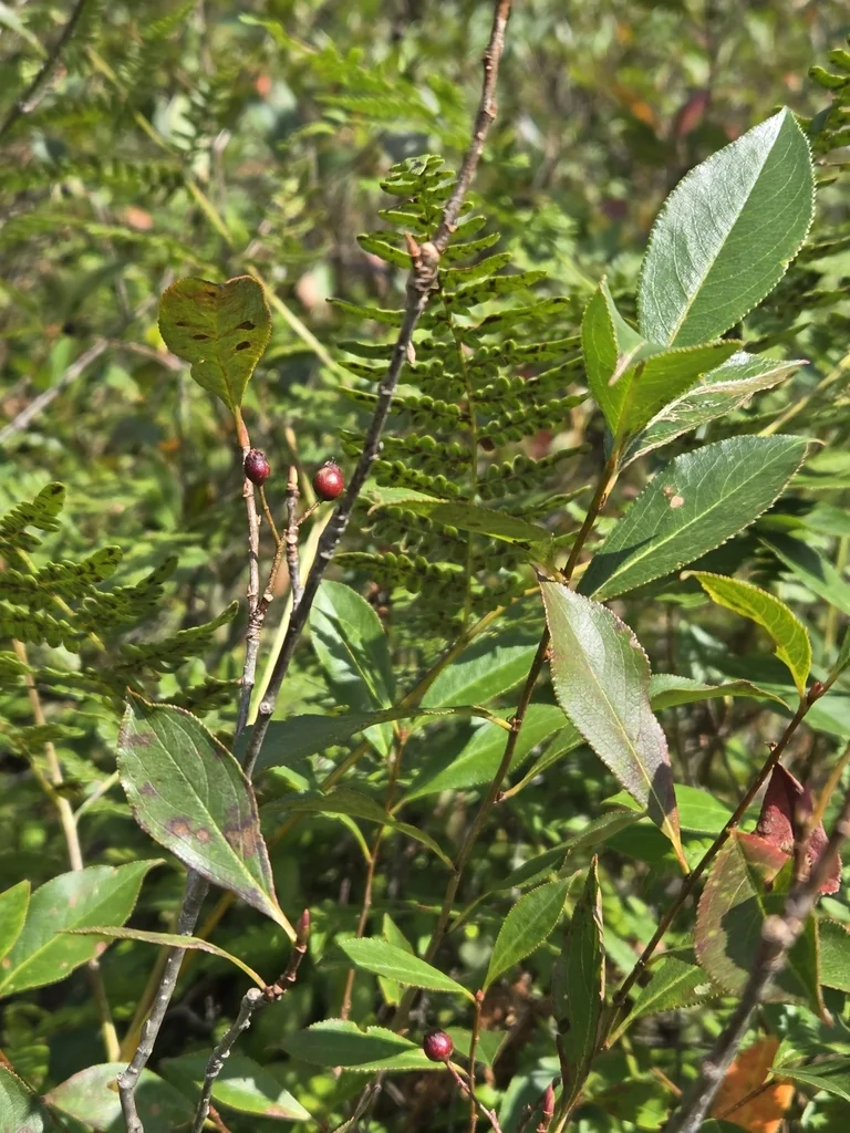 Aronia melanocarpa