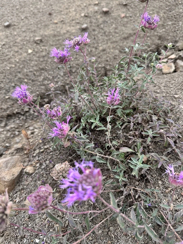 Monardella Odoratissima