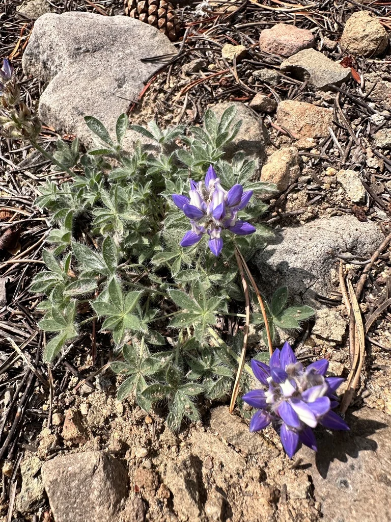 Lupinus Lepidus