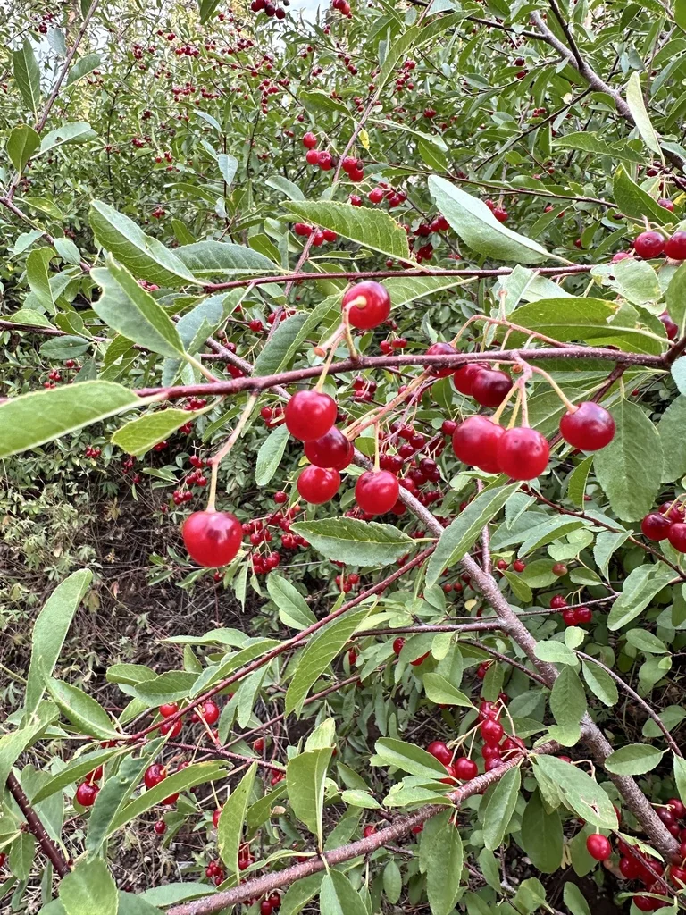 Prunus Emarginata