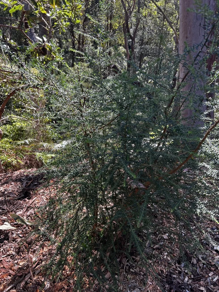 Ozothamnus Diosmifolius
