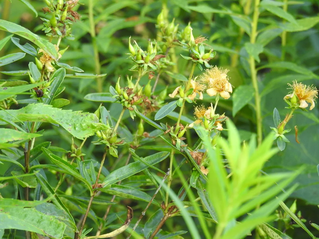 Hypericum Prolificum