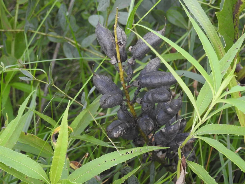 Baptisia Australis