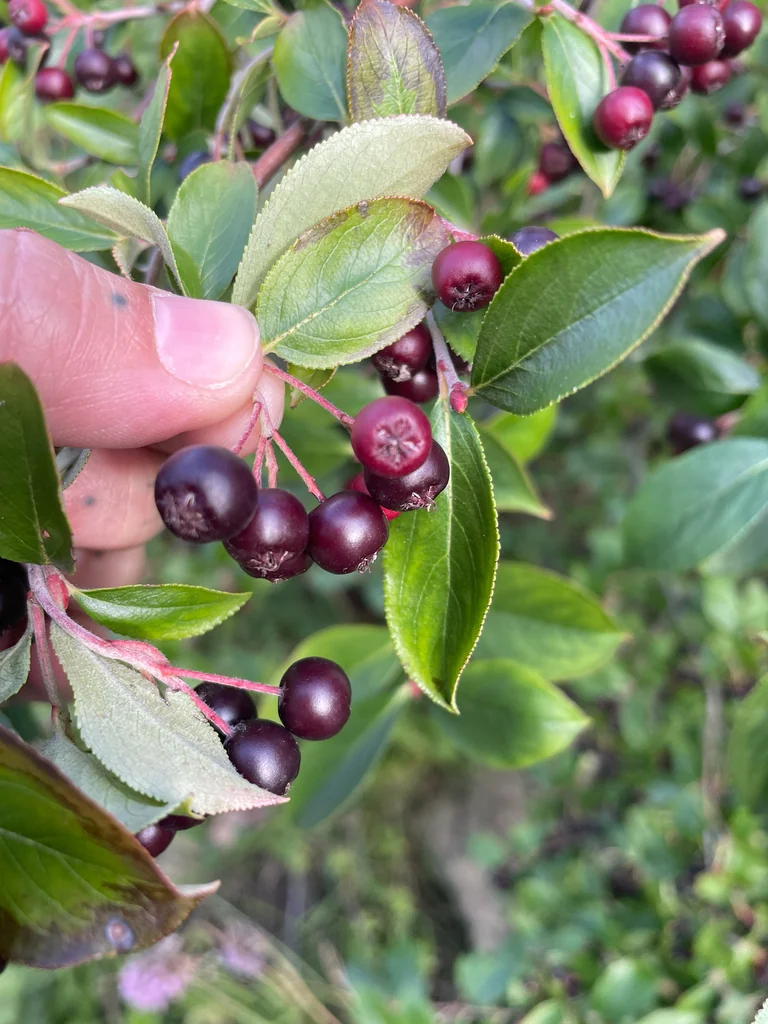 Aronia melanocarpa