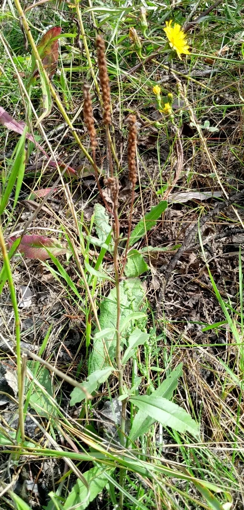 Veronica Spicata