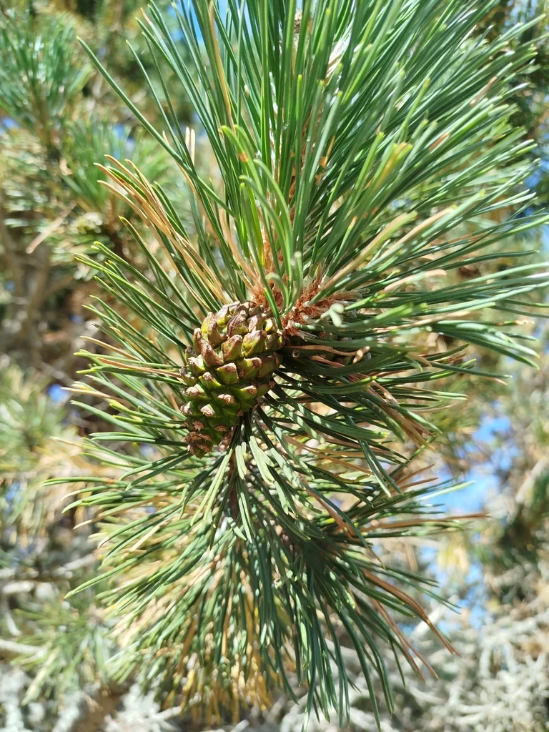 Pinus Mugo Uncinata