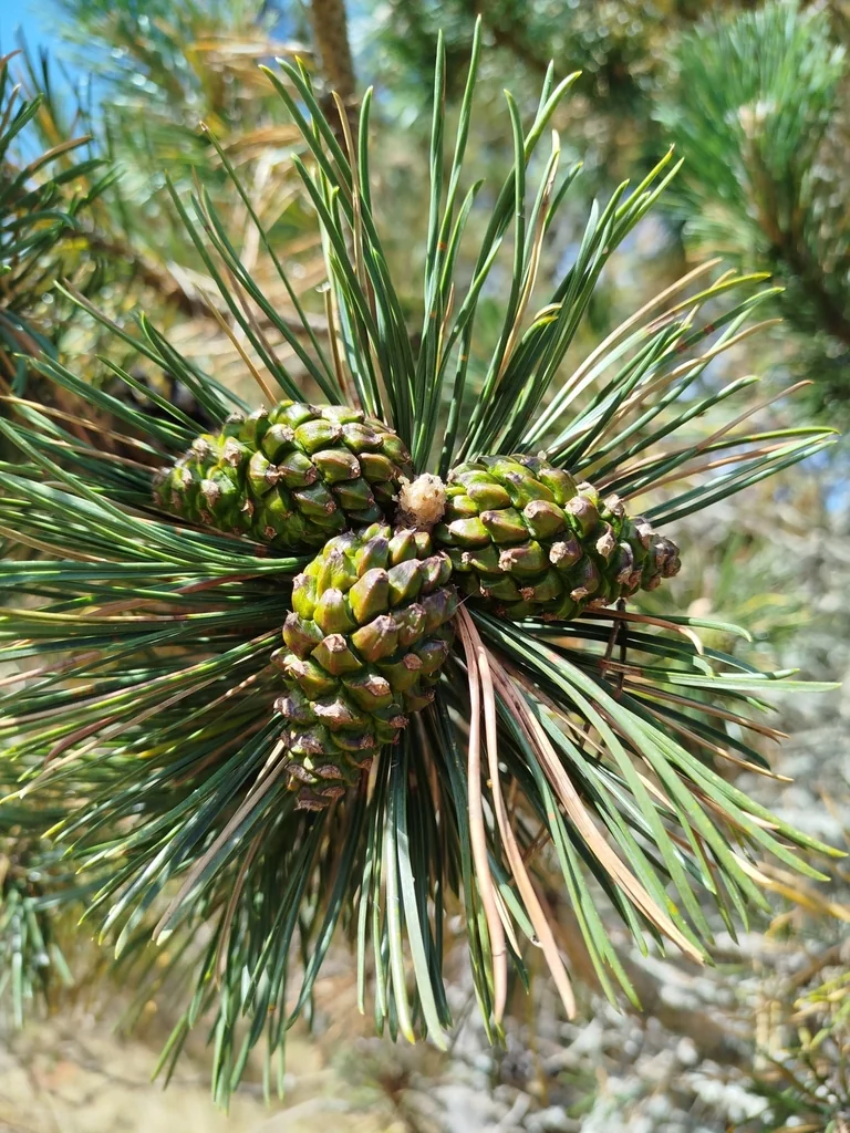 Pinus Mugo Uncinata