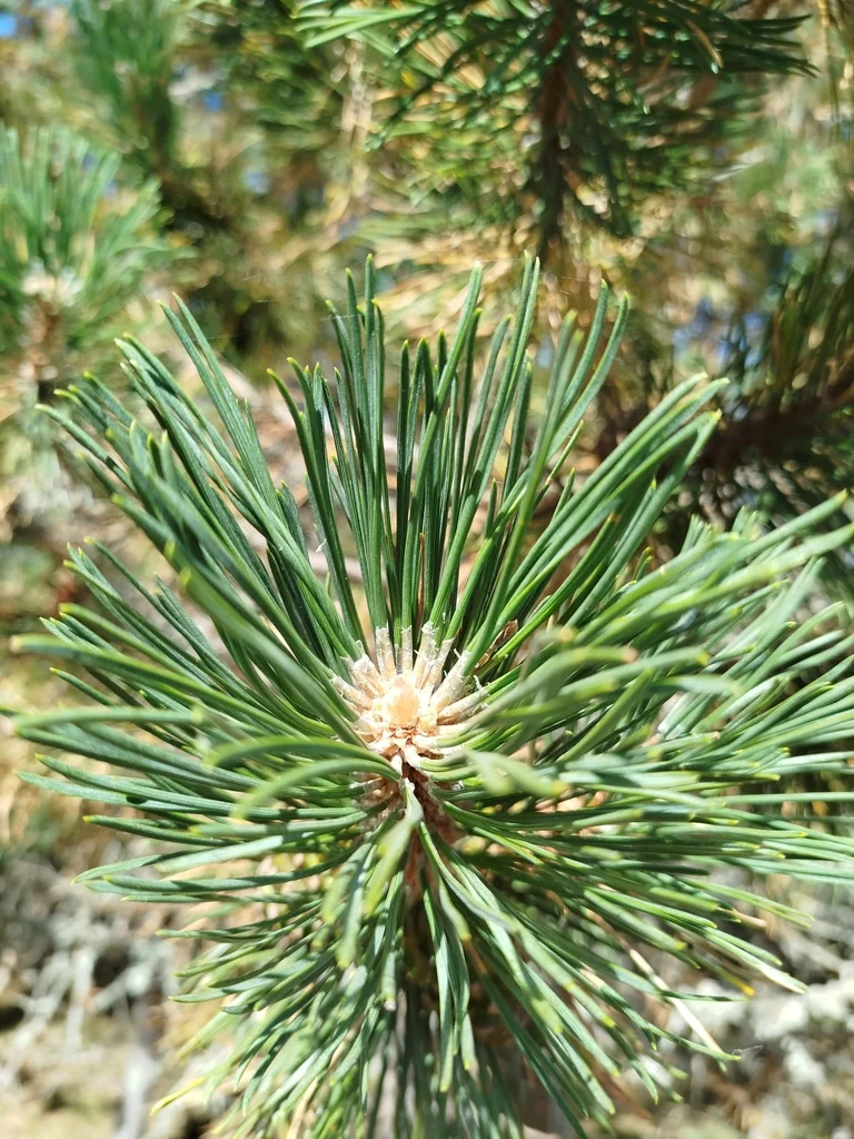 Pinus Mugo Uncinata