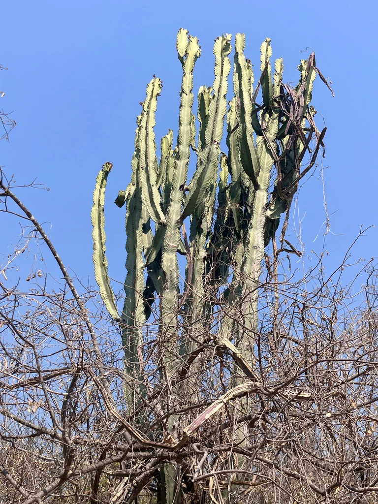 Euphorbia Ingens