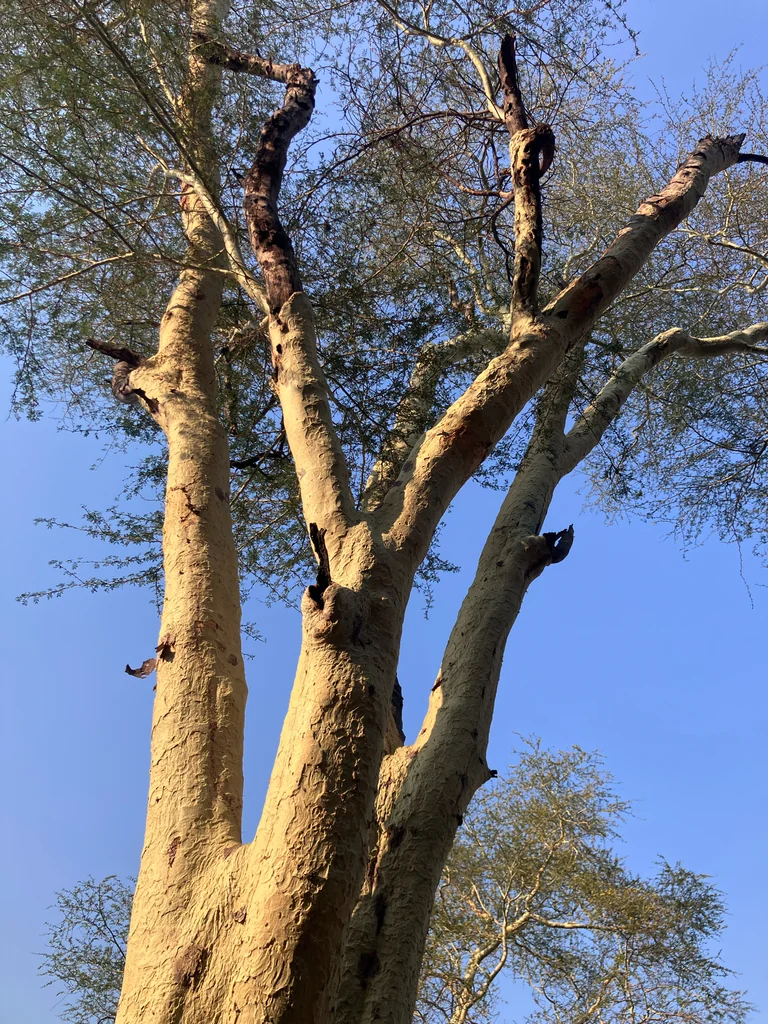 Acacia Xanthophloea