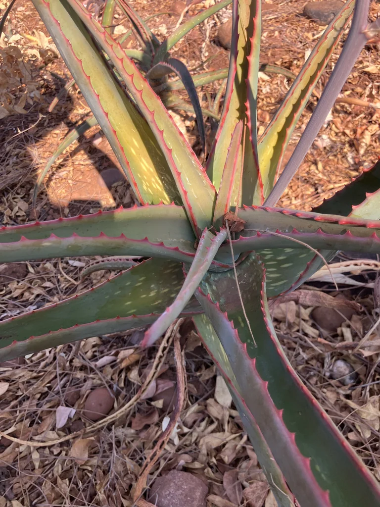 Aloe Camperi