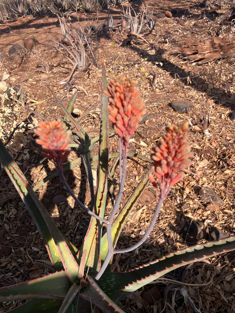 Aloe Camperi